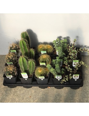 Plantes en pots 9 cm 2