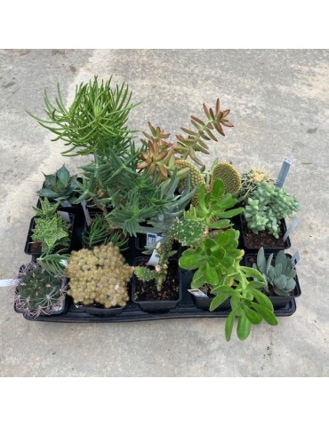 Plantes en pots 9 cm