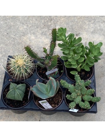 Plantes en pots 9 cm