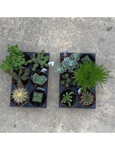 Plantes en pots 9 cm 2