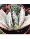 GASTERIA glomerata