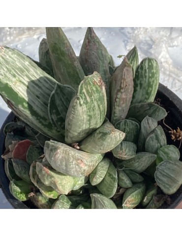 GASTERIA glomerata cv variegata