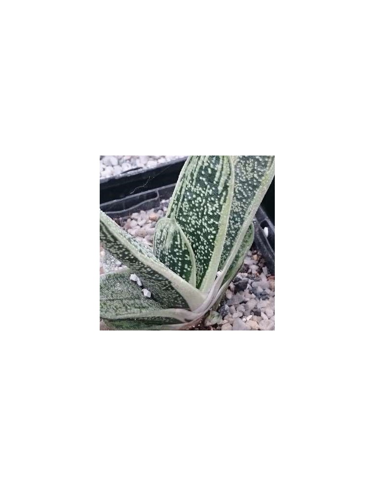 GASTERIA "little warty"