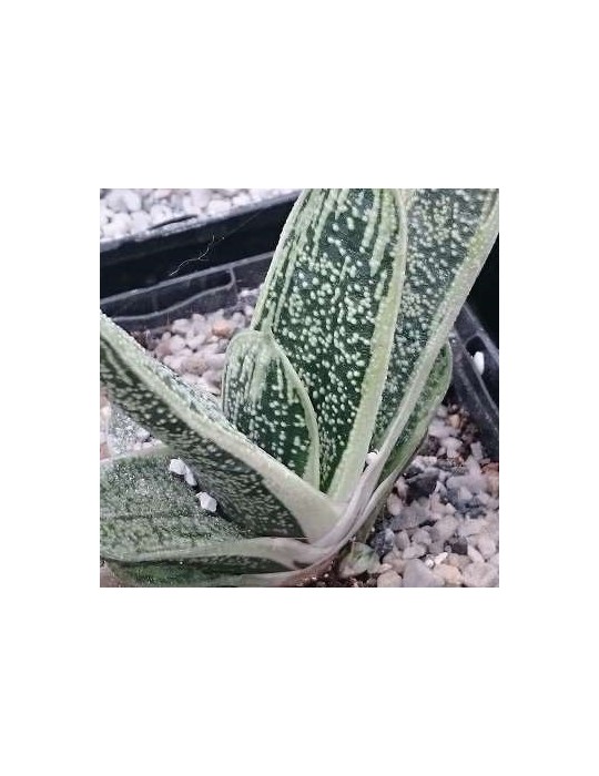GASTERIA "little warty"