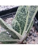 GASTERIA "little warty"