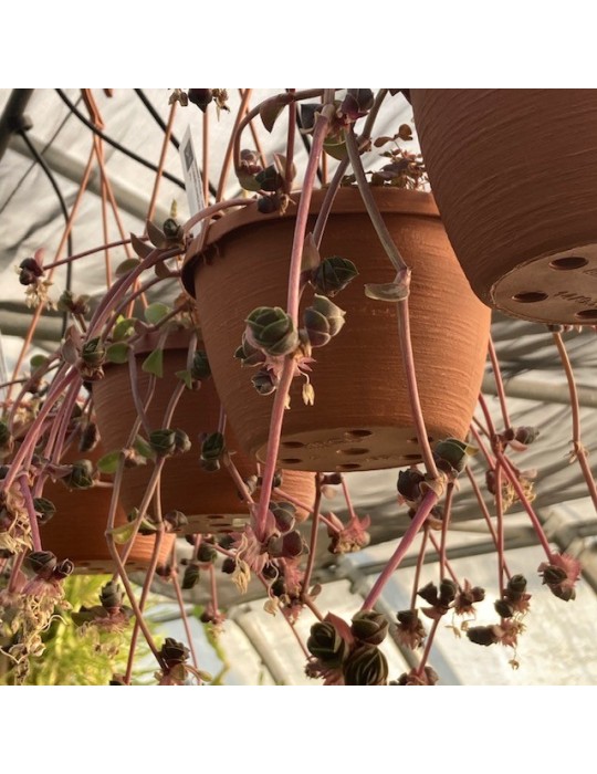 TRADESCANTIA navicularis