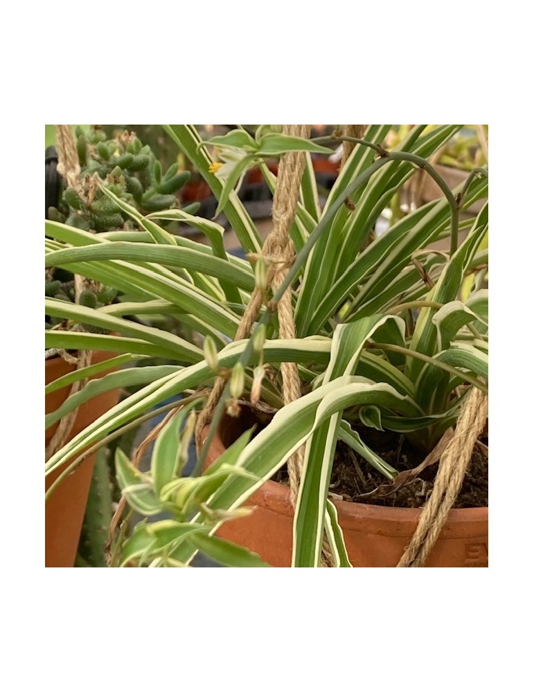 CHLOROPHYTUM comosum