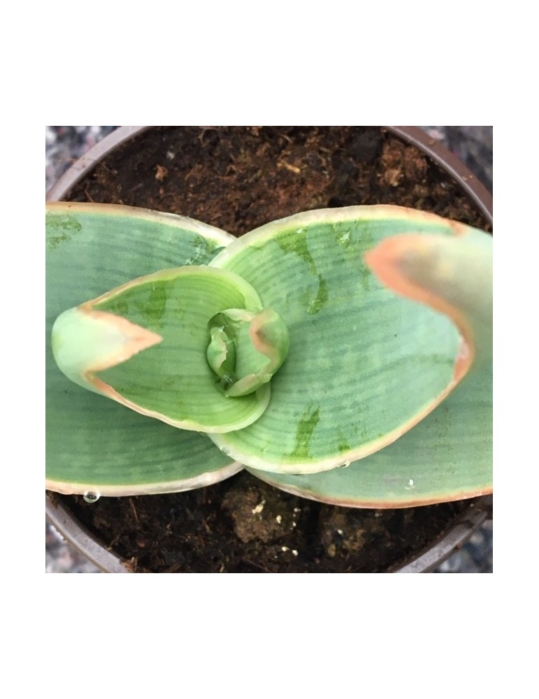 ALOE microstigma