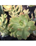 Sedum adolphii "golden glow"