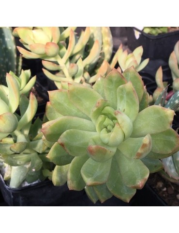 Sedum adolphii "golden glow"