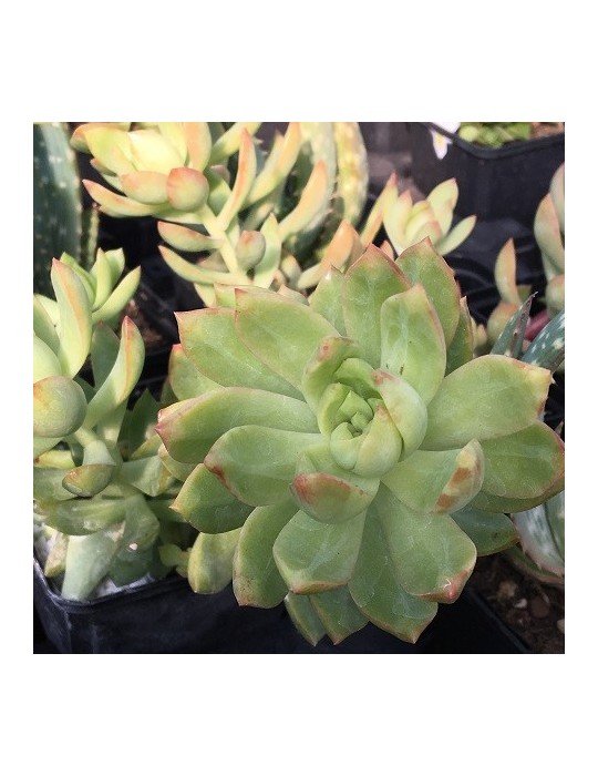 Sedum adolphii "golden glow"