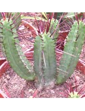 EUPHORBIA enopla