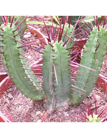EUPHORBIA enopla 2