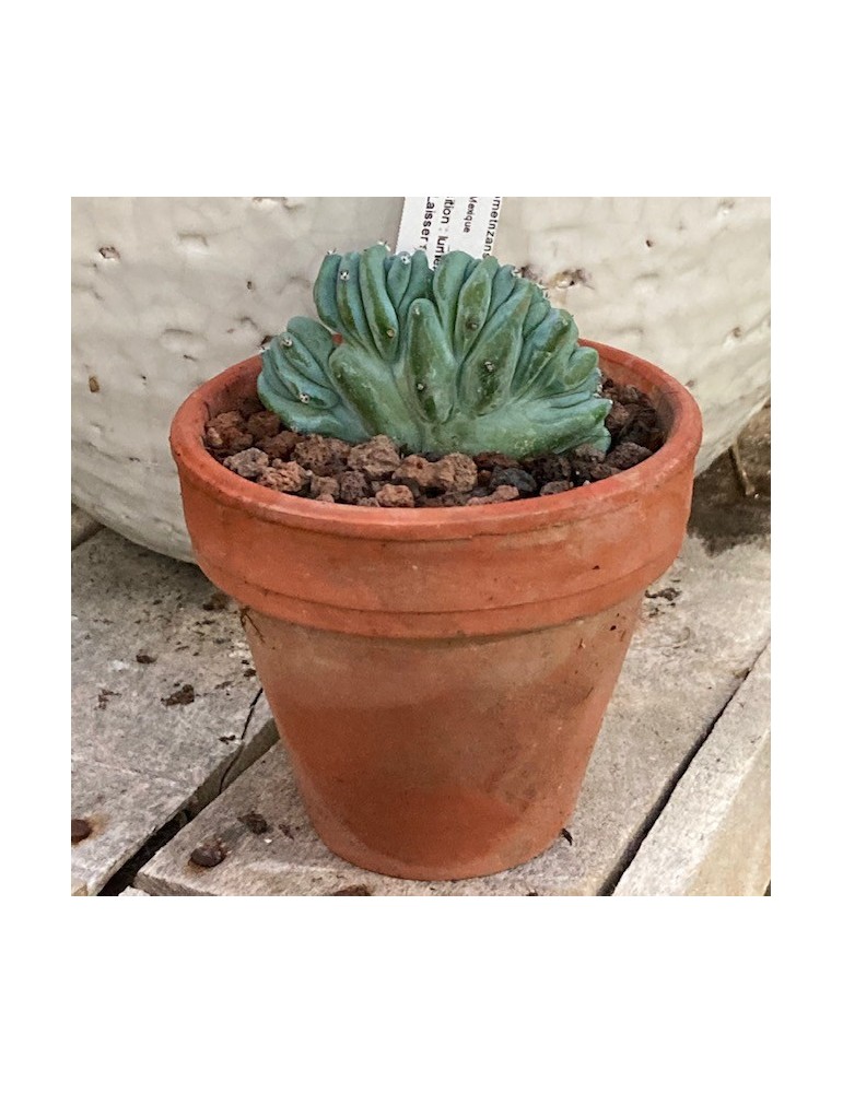 MYRTILLOCACTUS geometrizans f. cristata