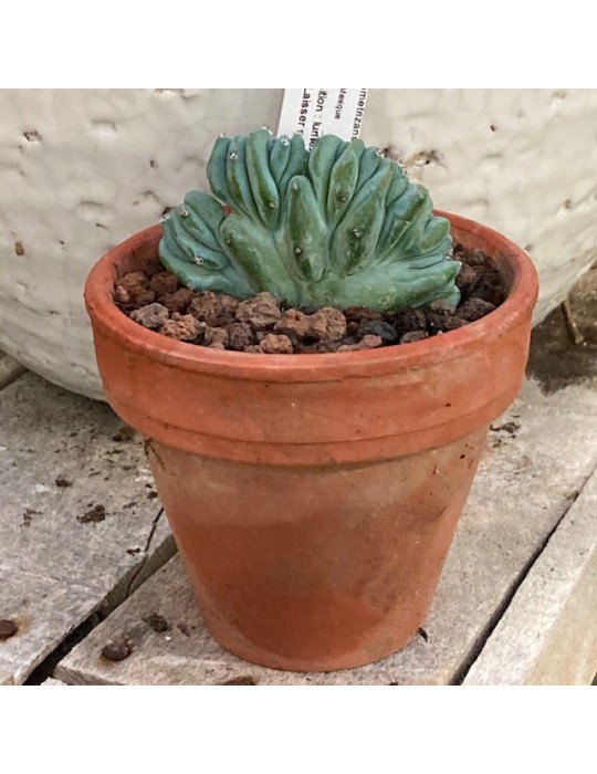 MYRTILLOCACTUS geometrizans f. cristata