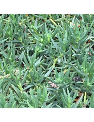 CARPOBROTUS edulis