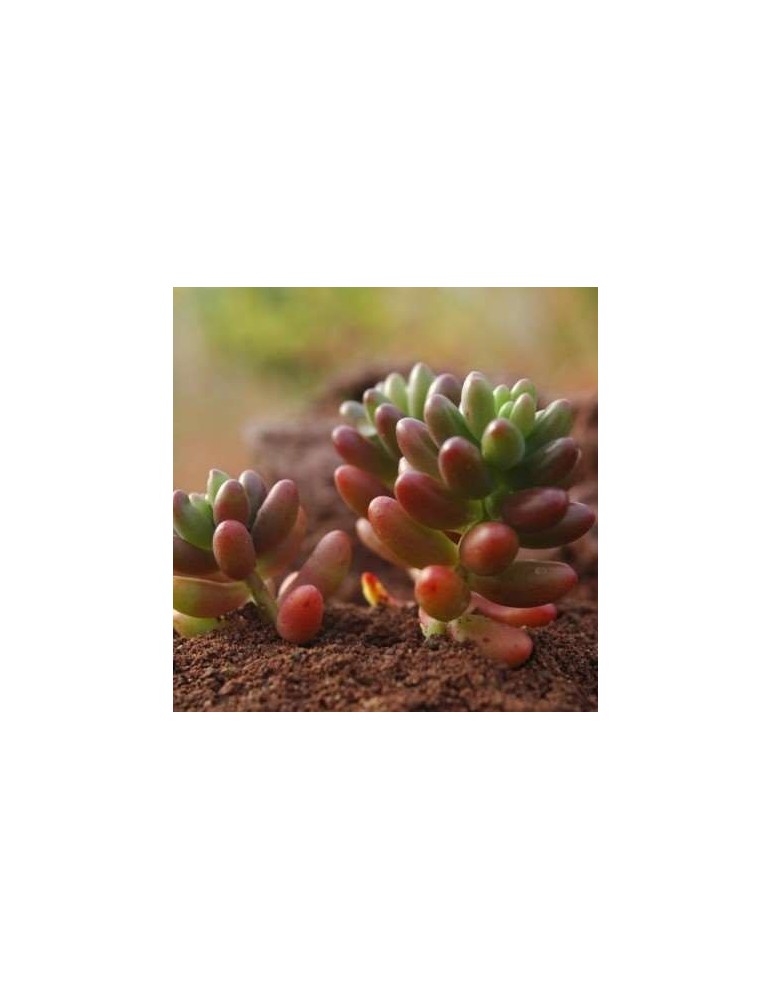 Sedum rubrotinctum