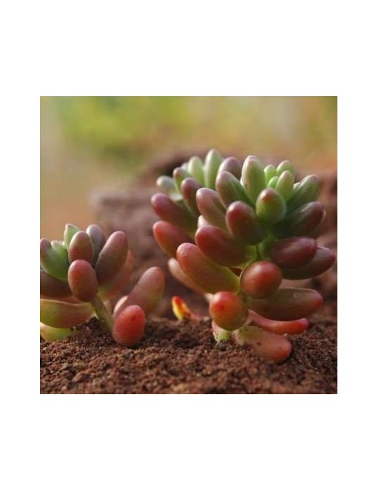 Sedum rubrotinctum