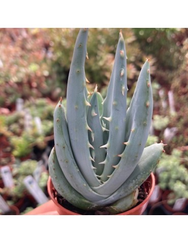 Aloe pegleare