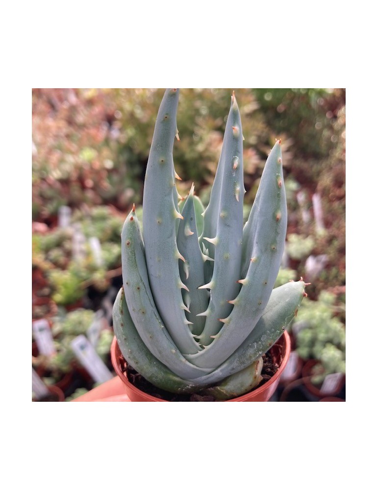 Aloe pegleare