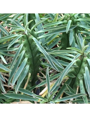 EUPHORBIA clava