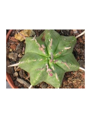 EUPHORBIA valida