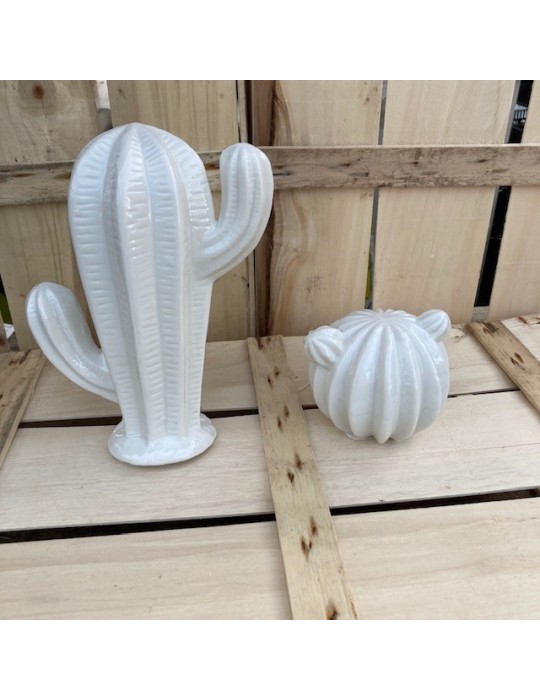 cactusduo sujet blanc