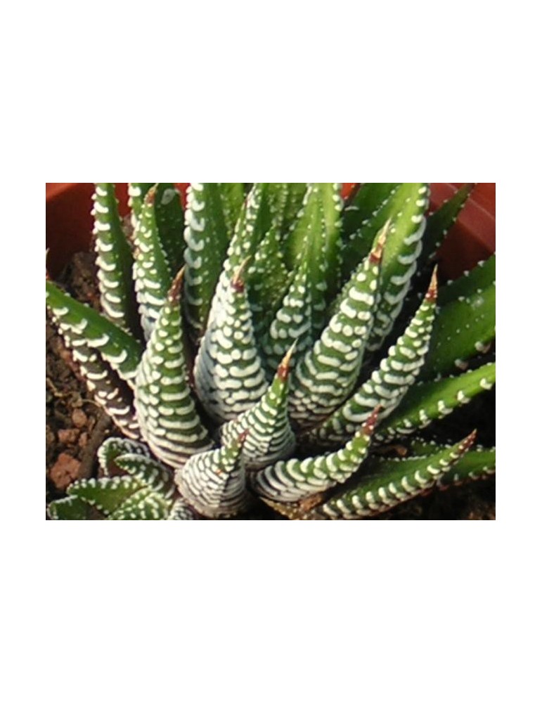 HAWORTHIA fasciata