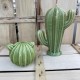 cactusduo sujet vert 