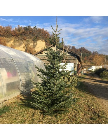 Sapin Nordmann