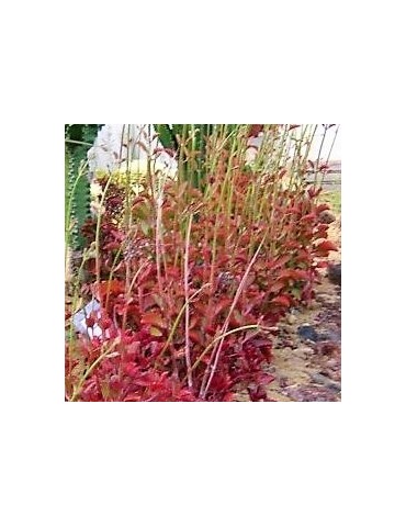 KALANCHOE petitiana 2