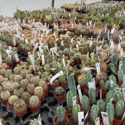cactus Pot 5.5 cm