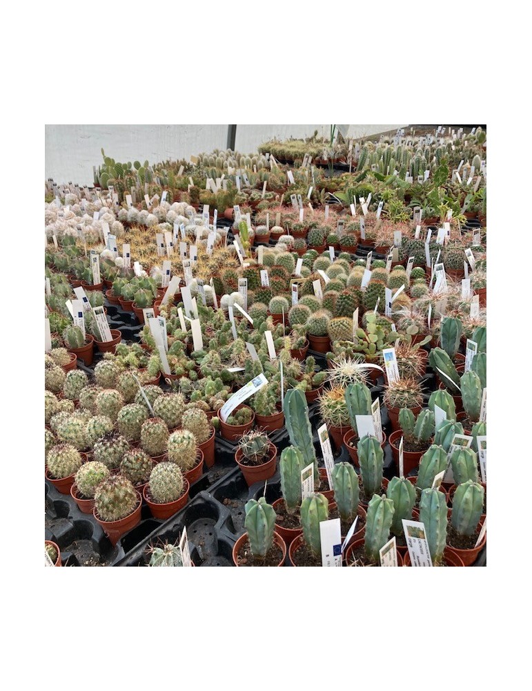 cactus pot 5.5 cm