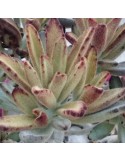 KALANCHOE tomentosa