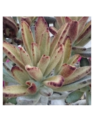 KALANCHOE tomentosa