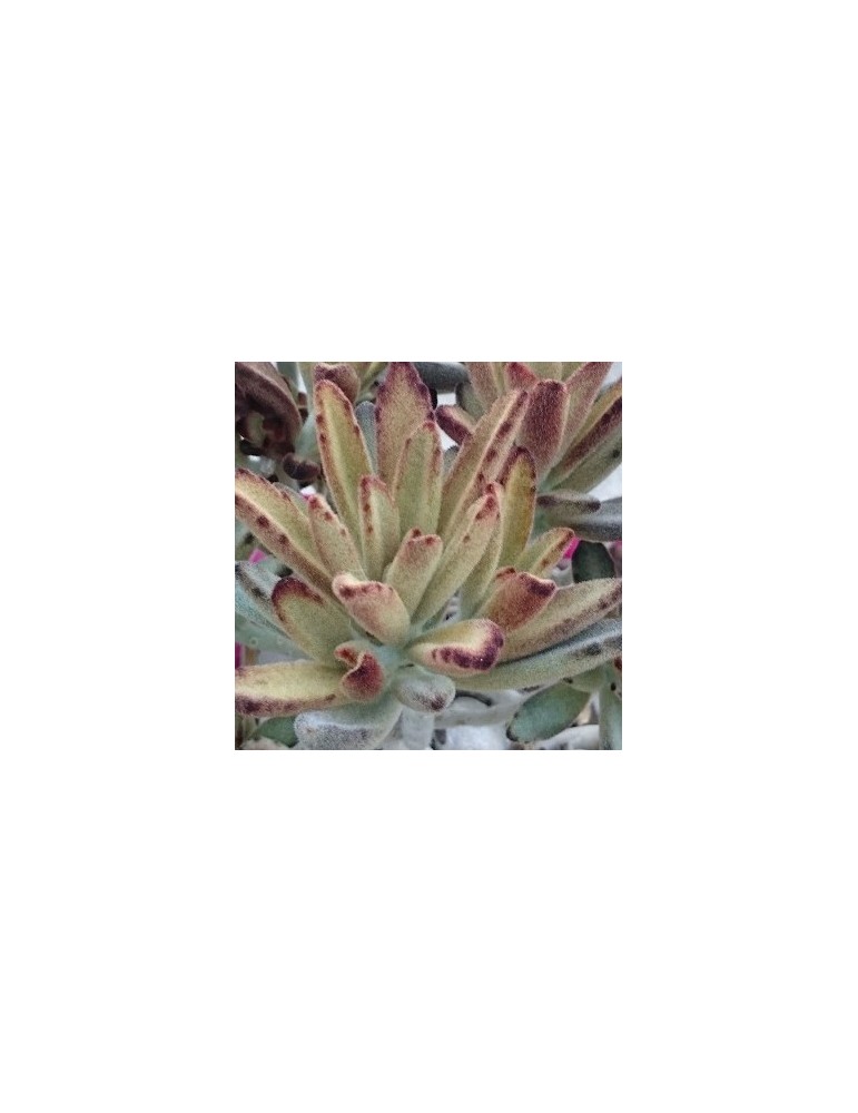 KALANCHOE tomentosa