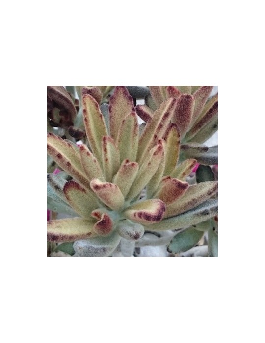 KALANCHOE tomentosa