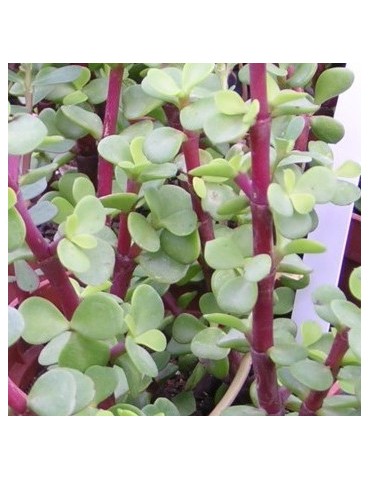 PORTULACARIA afra