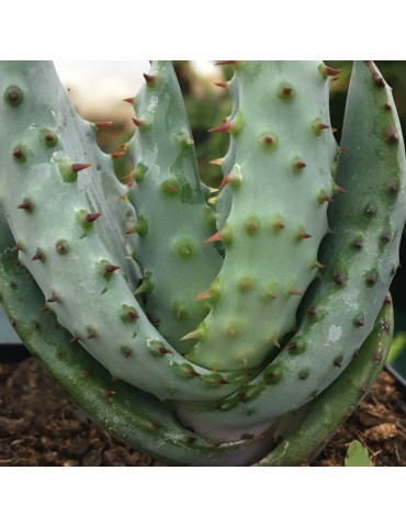 Aloe marlothii