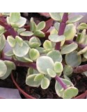 PORTULACARIA afra v. variegata