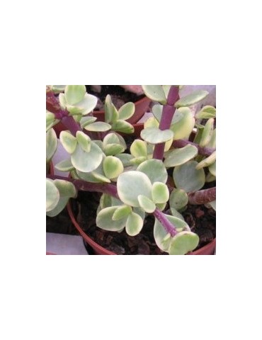 PORTULACARIA afra v. variegata