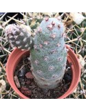 TEPHROCACTUS articulatus v. inermis