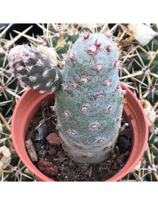 TEPHROCACTUS articulatus v. inermis