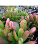 CRASSULA ovata red horn tree