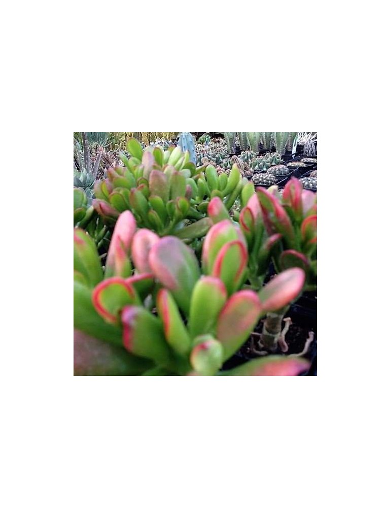 CRASSULA ovata red horn tree