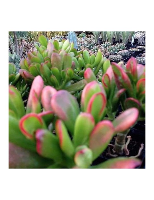 CRASSULA ovata red horn tree