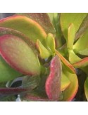 CRASSULA ovata hummel's sunset tricolor