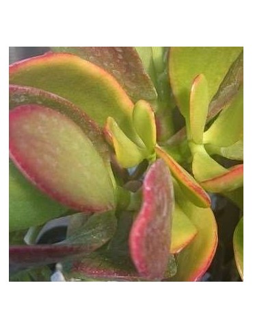 CRASSULA ovata hummel's sunset tricolor 2