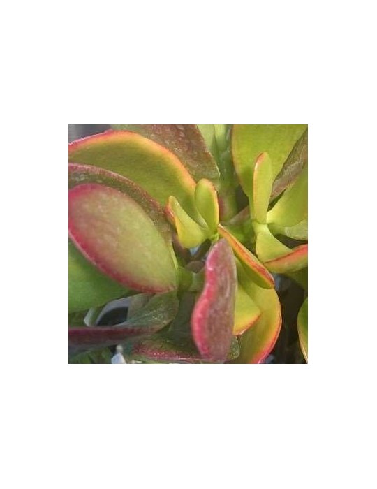 CRASSULA ovata hummel's sunset tricolor