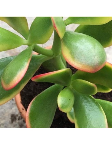 CRASSULA ovata hummel's sunset tricolor